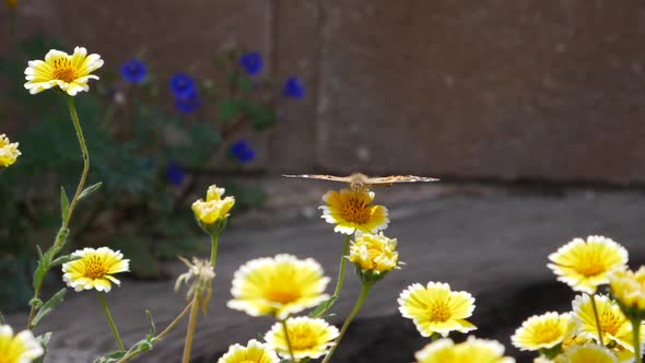 A painted lady butterfly flying in slow motion feeding on nectar and pollinating in a field of yello alt