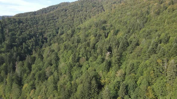Forest in the Mountains. Aerial View of the Carpathian Mountains in Autumn. Ukraine alt