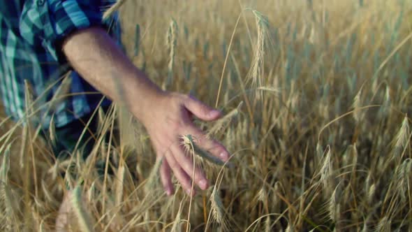 The farmer's hand is slowly touching the grain in the field.