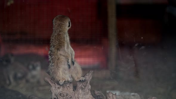 Meerkat animal in captivity alt