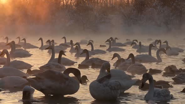 Many Swans on a Lake