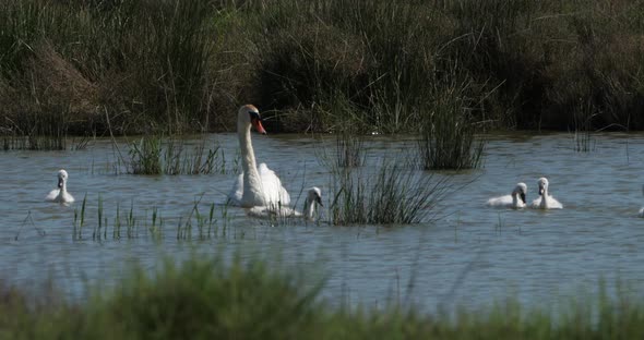 Family of swans swimming in the Camargue, France alt