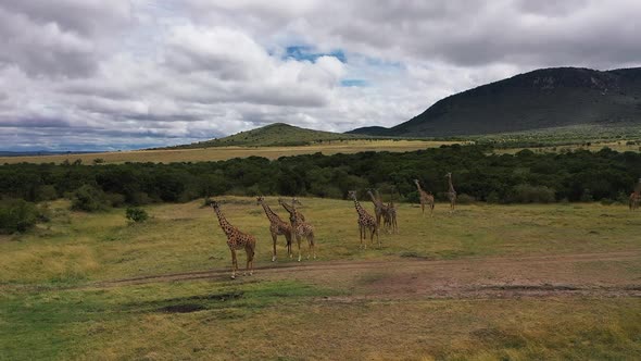 African Giraffes alt