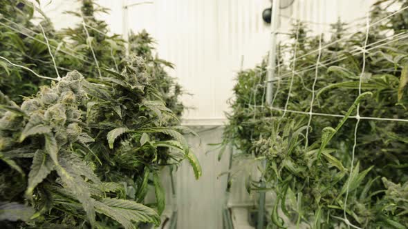 Wide Wangle Walk Through Rows Of Marijuana Plant Buds At Indoor Facility alt