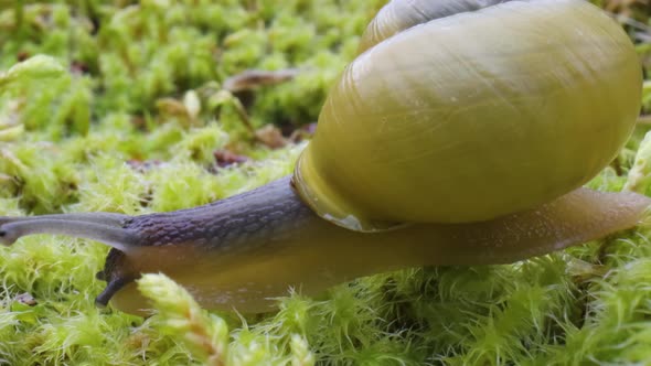 Snail Slowly Creeping Along alt