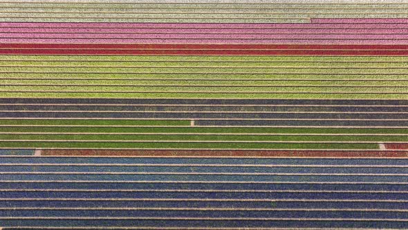 Multicolored rows of blossoming flowers in stunning Dutch tulip fields; aerial alt