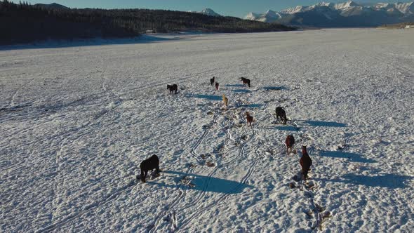 Horses and Mountains with snow approaching wide alt