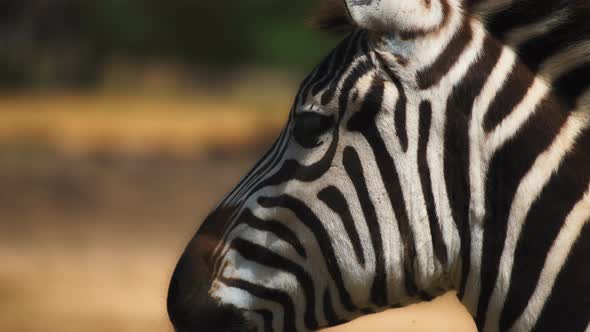 Zebra on natural blurred background
