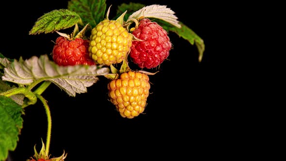 Raspberries Ripen on Black Background, Close-up. . Concept of Fresh Fruit, Vitamins and Natural alt