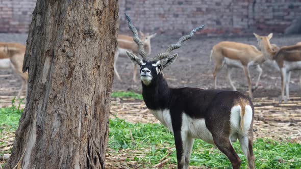 Cinematic shot of black buck in wild, beautiful wildlife animal in forest male blackbuck deer in Pak alt
