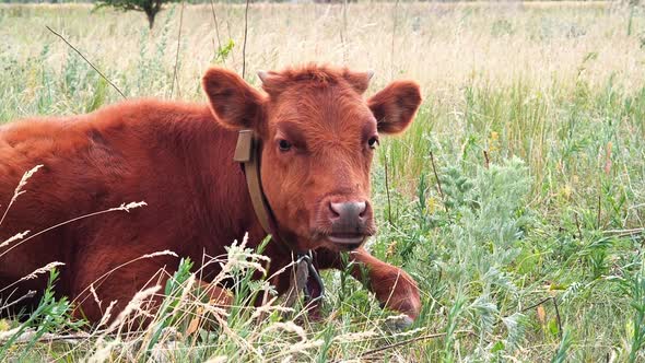 Small Calf Looking to the Camera in the Meadow. Young Animal Chews Grass and Rest. Agriculture alt