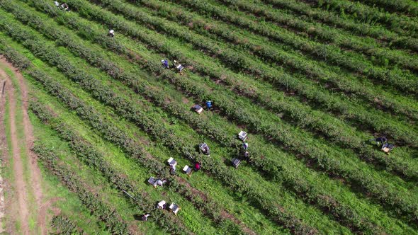 Workers Picking Blueberries in Blueberry Farm 4k alt