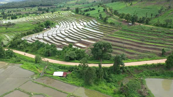 Aerial drone view of agriculture in rice on a beautiful field filled with water alt