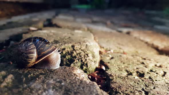 A garden snail is emerging from its shell after a rainy day alt