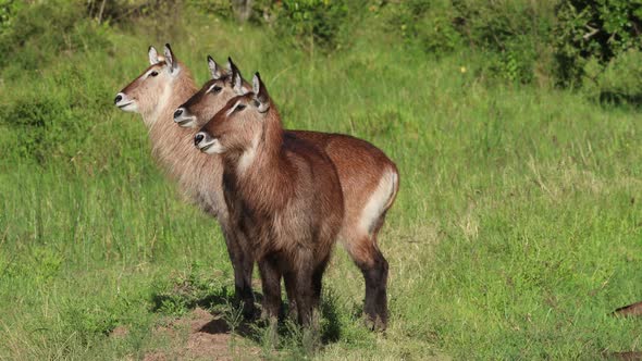 Three Cute Waterbuck In Africa