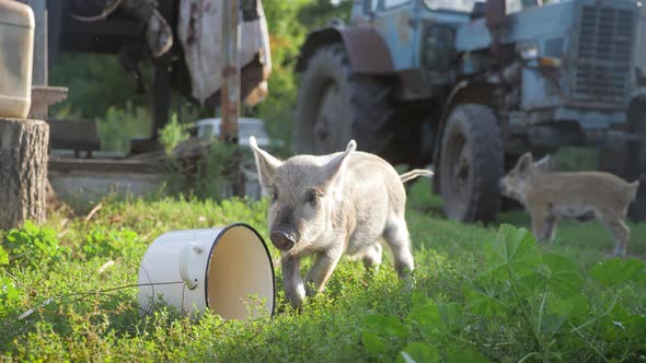 Funny Cute Little Piglets at an Animal Farm. Little Piglets Household. Lovely Pets. alt