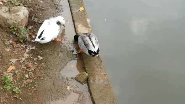 Duck Swimming in River alt