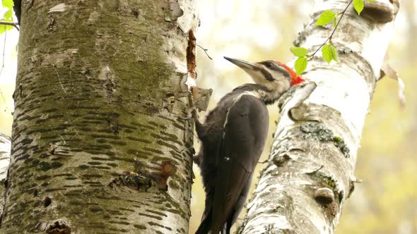 The Pileated Woodpecker are found in a lot of national parks. Woodpecker pecking on tree on sunny da alt