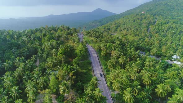 Long Road Coconut Palm Tree Landscape Drone View