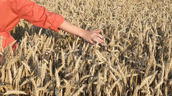 farmer walking down the wheat field in sunset touching wheat ears with hands alt