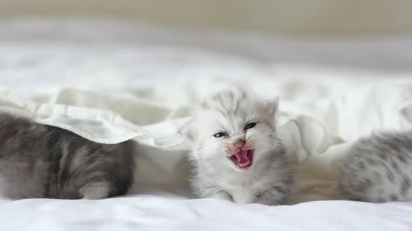 Cute Tabby Kittens Playing Under White Blanket alt