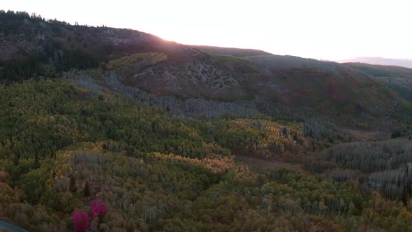Aerial view of Fall color over forest alt