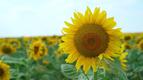 Blooming sunflower swaying in the wind