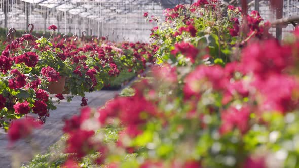 Plants with Pink Flowers in Pots Hang Over Green Garden Bed