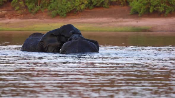 Two African Bush Elephants tussle in the Chobe River, Botswana Africa alt