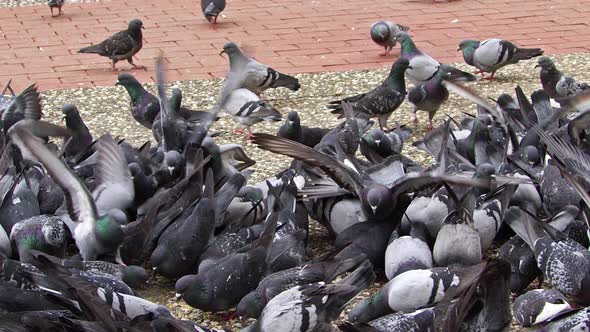 Flock Of Pigeons Eating Wheat On Concrete Floor In Park 1 alt