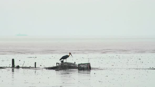 Lesser Adjutant Stork Walking Search And Hunting For Food Or Dead Fish In Low Tide Muddy Swamp Beach alt