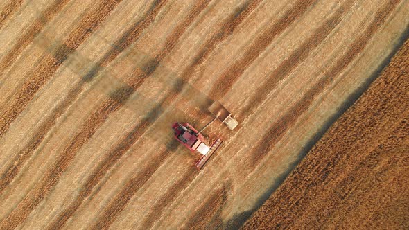Aerial Top View of Combine Harvester Pours Grain Into the Back of a Truck alt