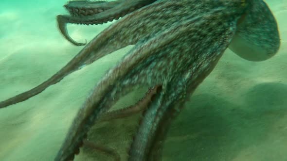 Wild octopus swimming underwater in mediterranean sea. Octopuses at close up view. alt
