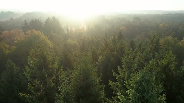 Aerial View of Sunrise Over Misty Morning Forest