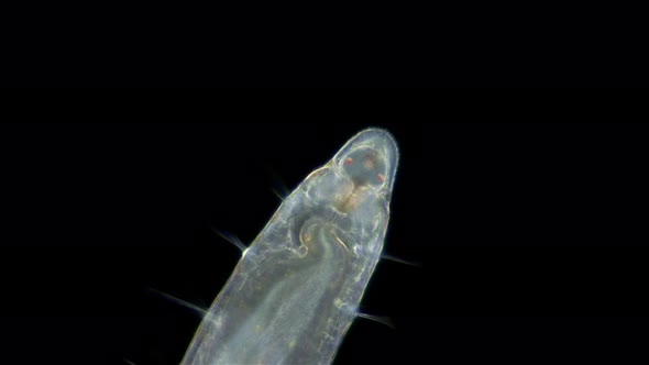 worm Polychaeta Polyophthalmus sp. under a microscope, Ophelliidae family alt