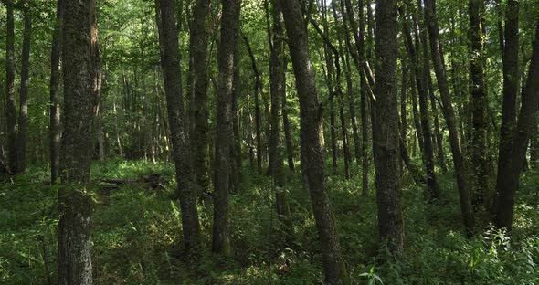 The forest closed to the Chambon lake, Murol, Puy de Dôme, Auvergne, France alt