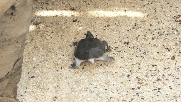 Sea Turtles Closeup in the Zoo