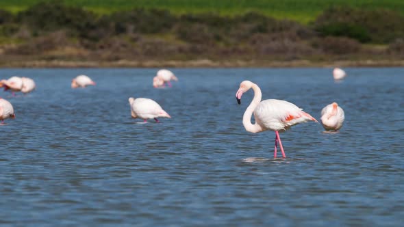 Flamingos in the Lake Wild Pink Greater Flamingo in the Salt Water Nature Birds Wildlife Safari Shot alt