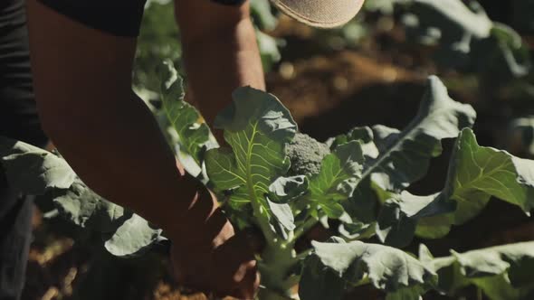 Close up shot of a farmer harvesting a broccoli plant on a produce farm. alt