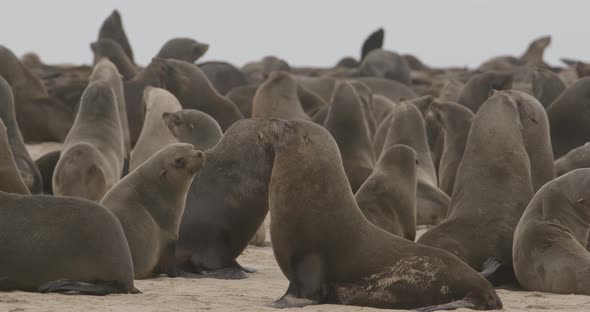 Crowded Fur Seal Colony