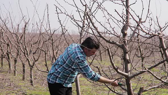 Senior Man Cutting a Branch with Pruning Scissors in Springtime alt