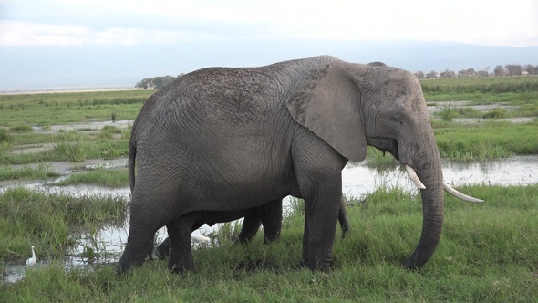 Family of elephants walking at watering place. alt
