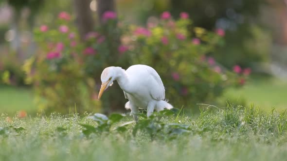 White Cattle Egret Wild Bird Also Known As Bubulcus Ibis Walking on Green Lawn in Summer alt