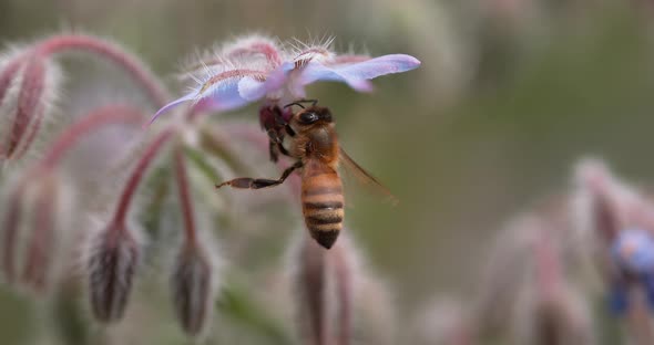 European Honey Bee, apis mellifera, Bee foraging a borage Flower, Insect in Flight, Pollination Act alt