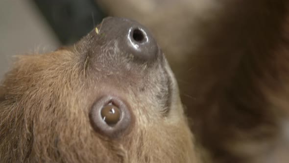 A two toed sloth hanging in a tree close to the camera slow motion cinematic alt