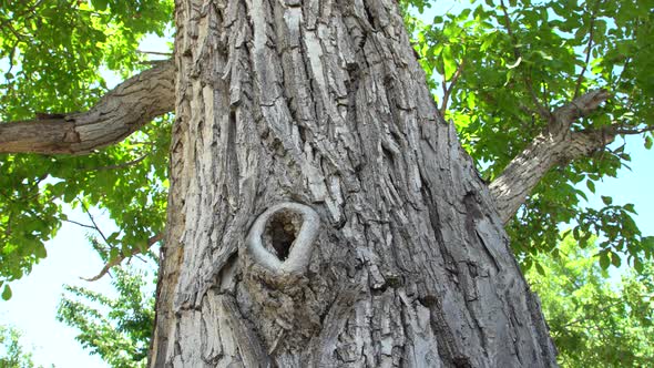 Old Walnut Tree Trunk