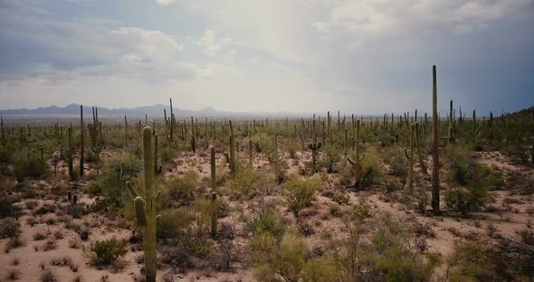 Drone Flying Very Low Above Atmospheric Large Cactus Valley in Amazing Summer Desert at Arizona