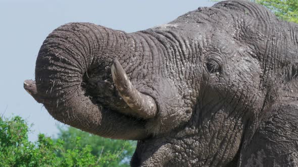 An African Elephant Drinking Water With Its Trunk In South Africa - extreme close up alt