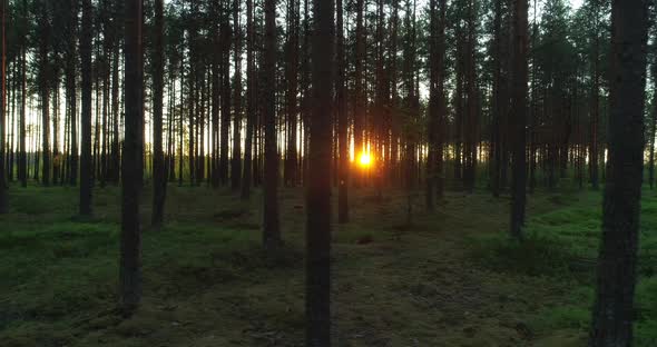 Forest at Sunset Sun Shining Between Pine Tree Trunks During Golden Hour alt