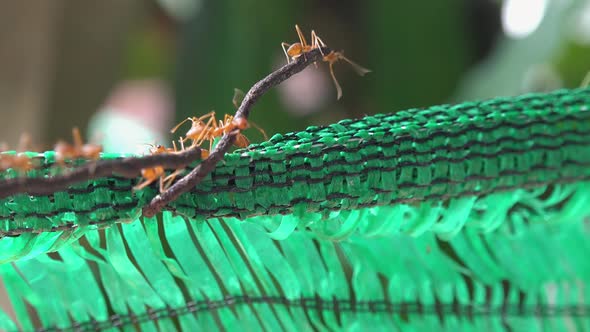 Large Red Weaver Ants Exploring Some Green Plastic Netting alt